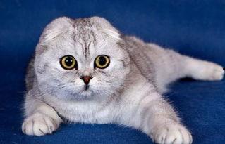 娱乐吃瓜君七七和折耳猫,娱乐圈的甜蜜邂逅